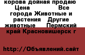 корова дойная продаю › Цена ­ 100 000 - Все города Животные и растения » Другие животные   . Пермский край,Красновишерск г.